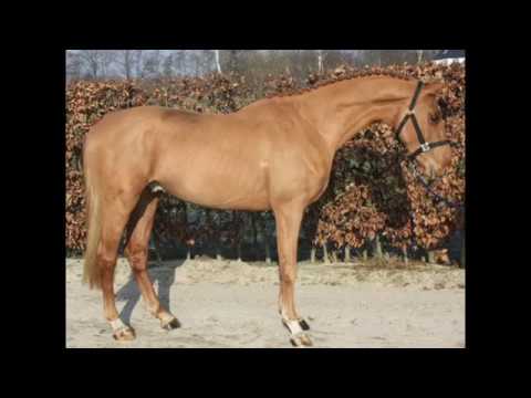 2014 Stallion by Dieu Merci Van T&L (Toulon) X Guidam