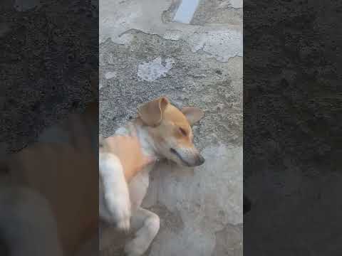 Vídeo de Tody 