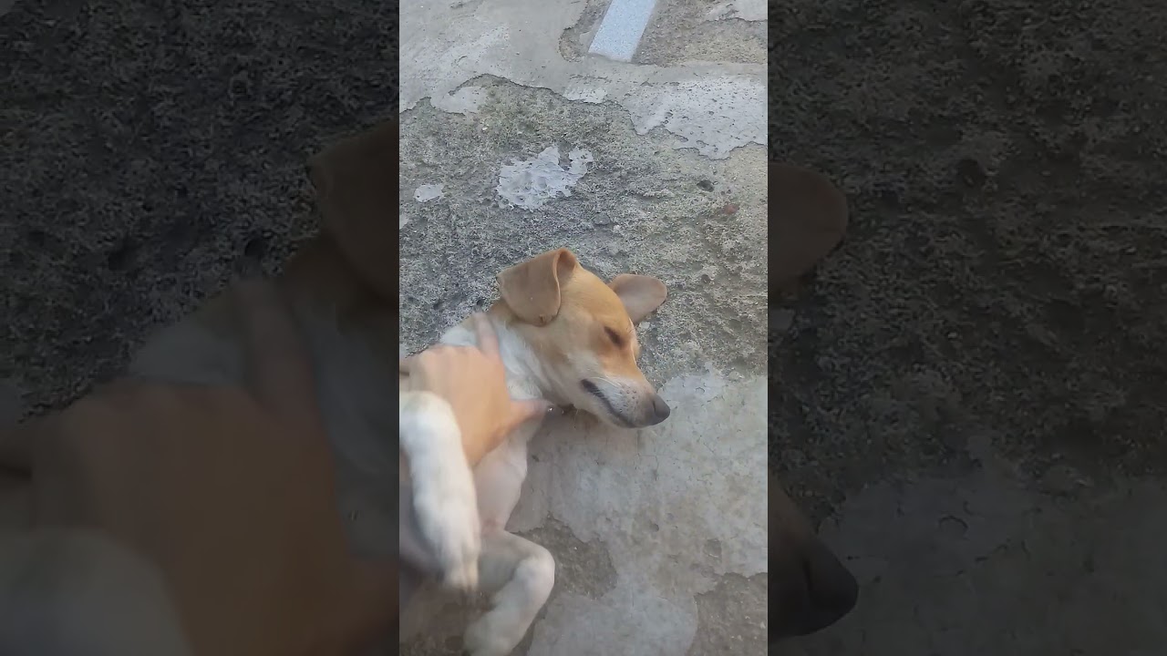 Cachorro raça SRD-ViraLata idade 6 ou mais anos nome Tody 
