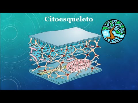 Todo sobre el Citoesqueleto en 3min.