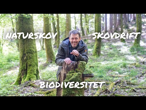 Er der liv i skoven? - Skov og Biodiversitet