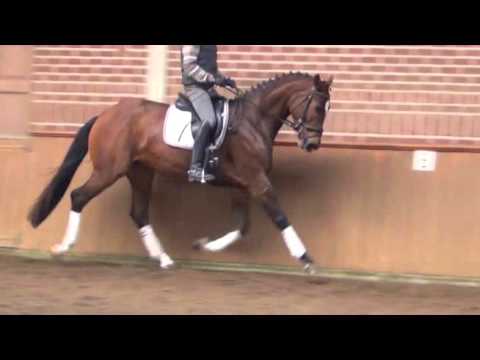 For sale "Daisylight" 3y.Westfalian Mare v.Danke schön - mv. Escudo