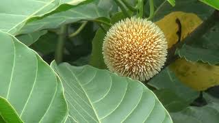কদম ফুল Sundarbanfarm Neolamarckia Cadamba Zoom Test by Sony HXR-MC2500