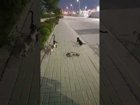 Live stream #catvedio RGmalik92. Please.subscribe