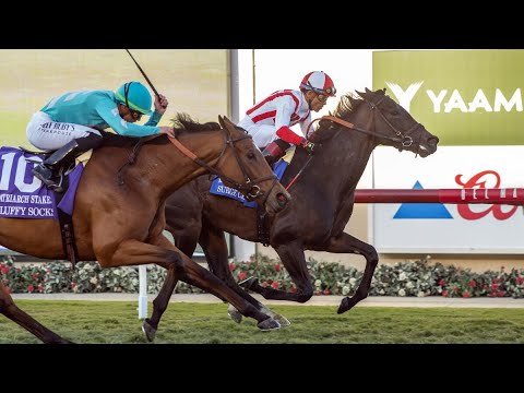 G1 Matriarch Stakes 2023 - SURGE CAPACITY (Joel Rosario)