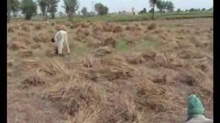 preview picture of video 'Wheat crop in khushab with scythe'