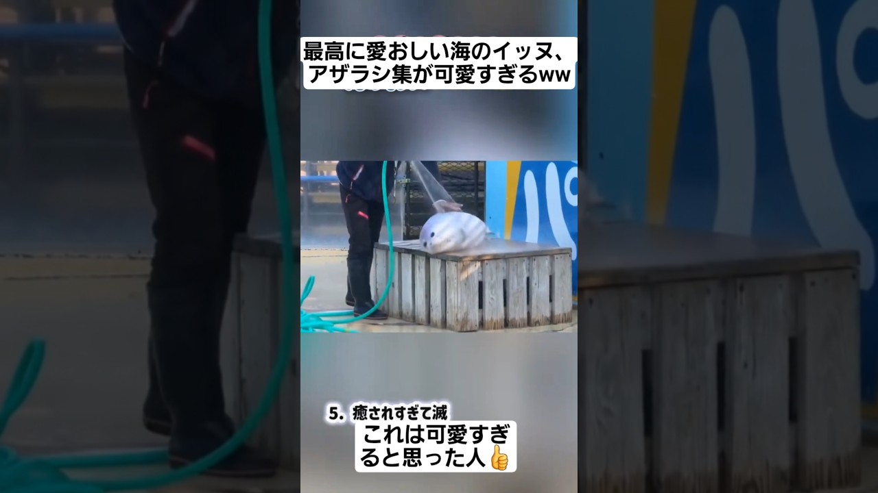 最高に愛おしい海のイッヌ、アザラシ集が可愛すぎるww#shorts#tiktok#おすすめ#アザラシ#動物#おもしろ