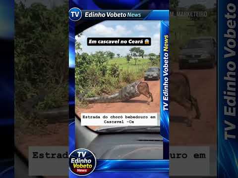 Cobra grande aparece em estrada de Cascavel no Ceará — veja o registro