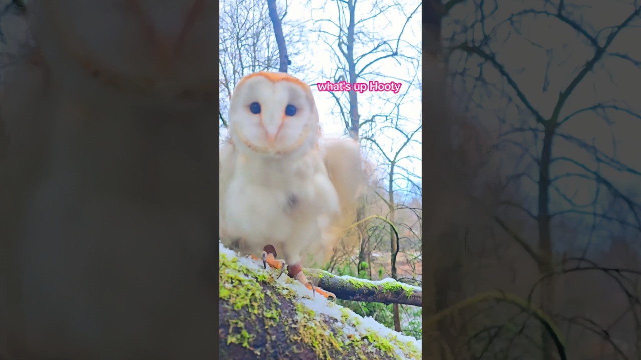 snow Fluuf Hoots 🦉🥹 #snow #river #nature #green #owl