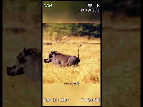 incredible warthog coming back from the saloon ...