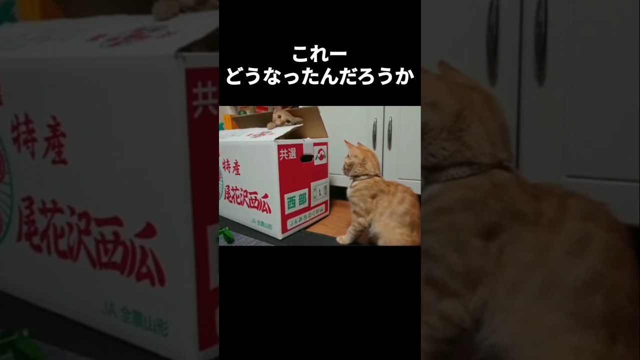 自分で入った記憶のない猫