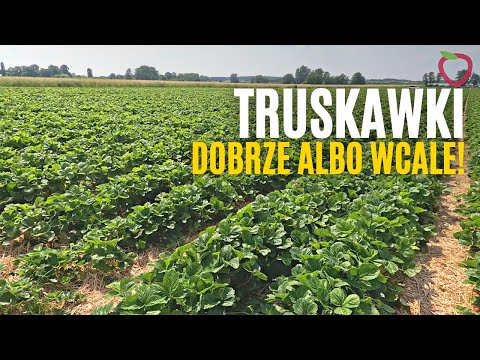 Truskawki. Dobrze albo wcale!