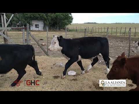 27 Terneros en Pigüe