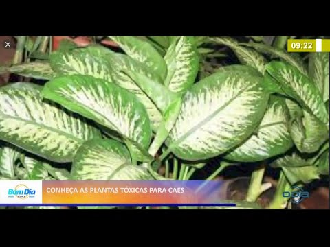 Conheça plantas tóxicas para os cães 06 04 2021