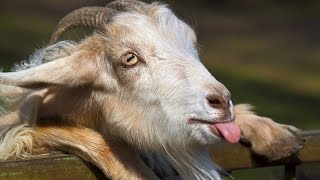 Best and funniest goat videos - Funny and cute animal compilation