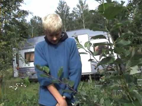 Взвешивание борцов, весовая категория до 54 кг СКФО Избербаш,Дагестан.