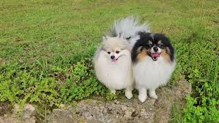 JULY 2025 Rocket & Coco