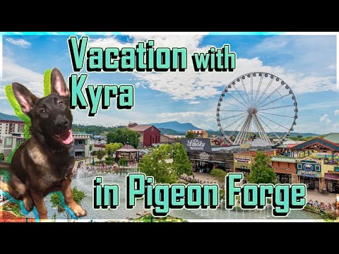 image-What hotels allow pets in Pigeon Forge?