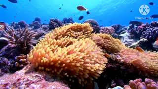 I AM CORAL (SHADOWING)