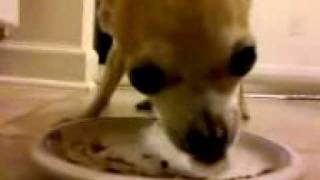 Chihuahua Buddy eating gravy