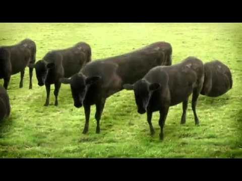 pourquoi oh la vache