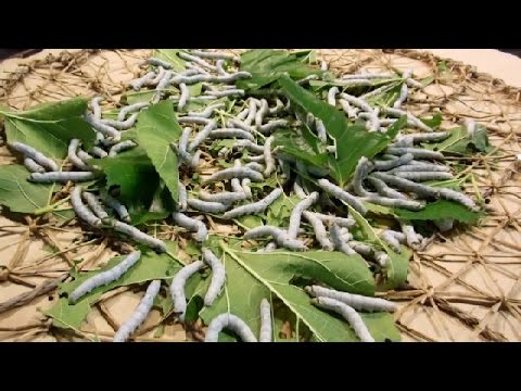 Old Style Silkworm Farming in Japan!