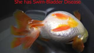 Swim Bladder Disease in Goldfish