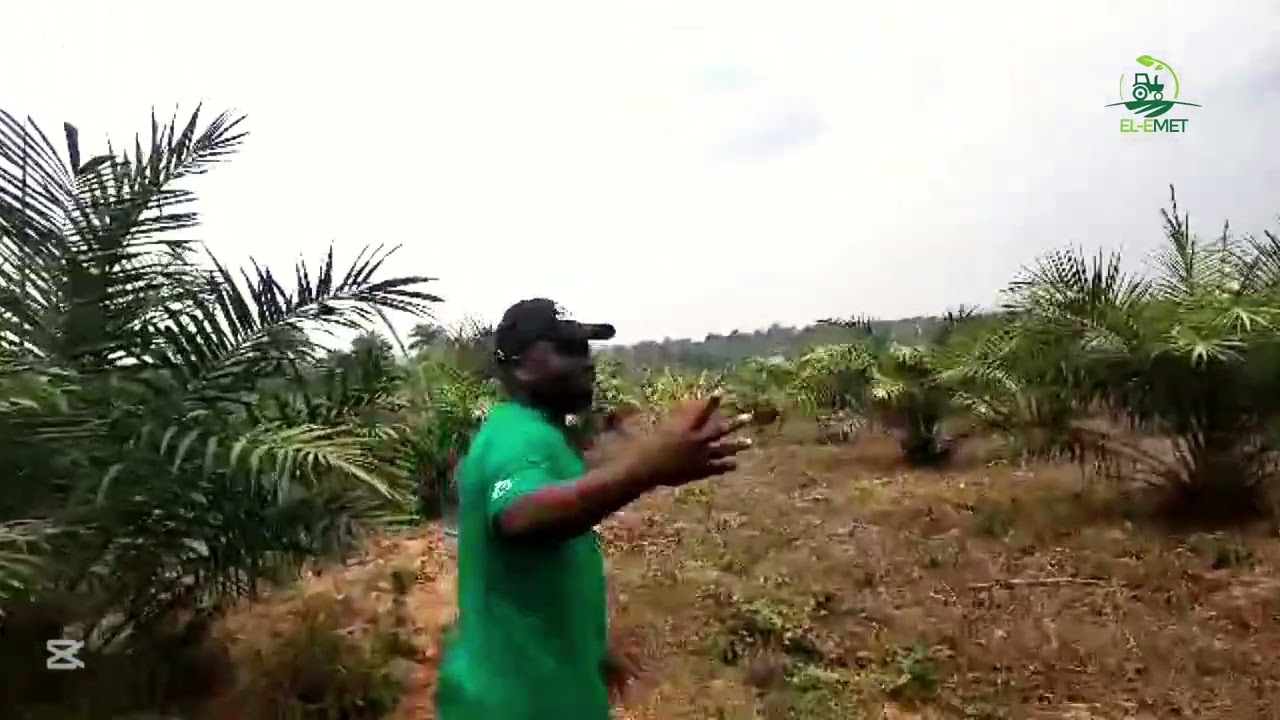 Supergene oilpalm seedlings.