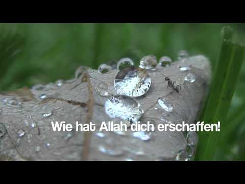 Kinderchor Hilal - Ich möchte von Dir lernen [ NEU ]