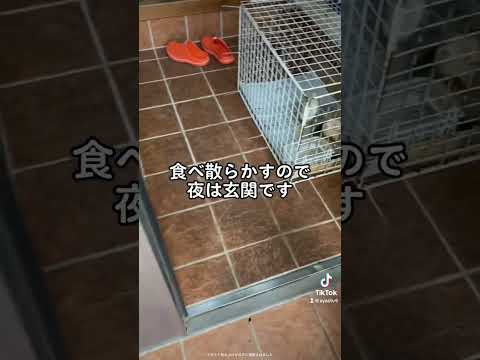 鶏小屋で珪藻土を使用するにはどうすればよいですか?利点と使用方法  庭園
