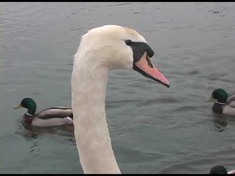 Thomas Hardy's Wessex