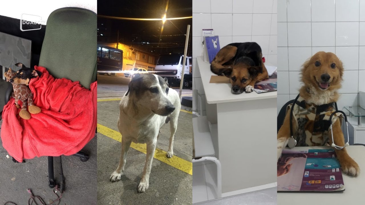 Estabelecimentos comerciais no Grande ABC adotam vira-latas