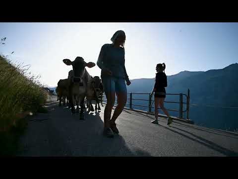 Ein Alpsommer auf Curtginatsch: Der Alpaufzug