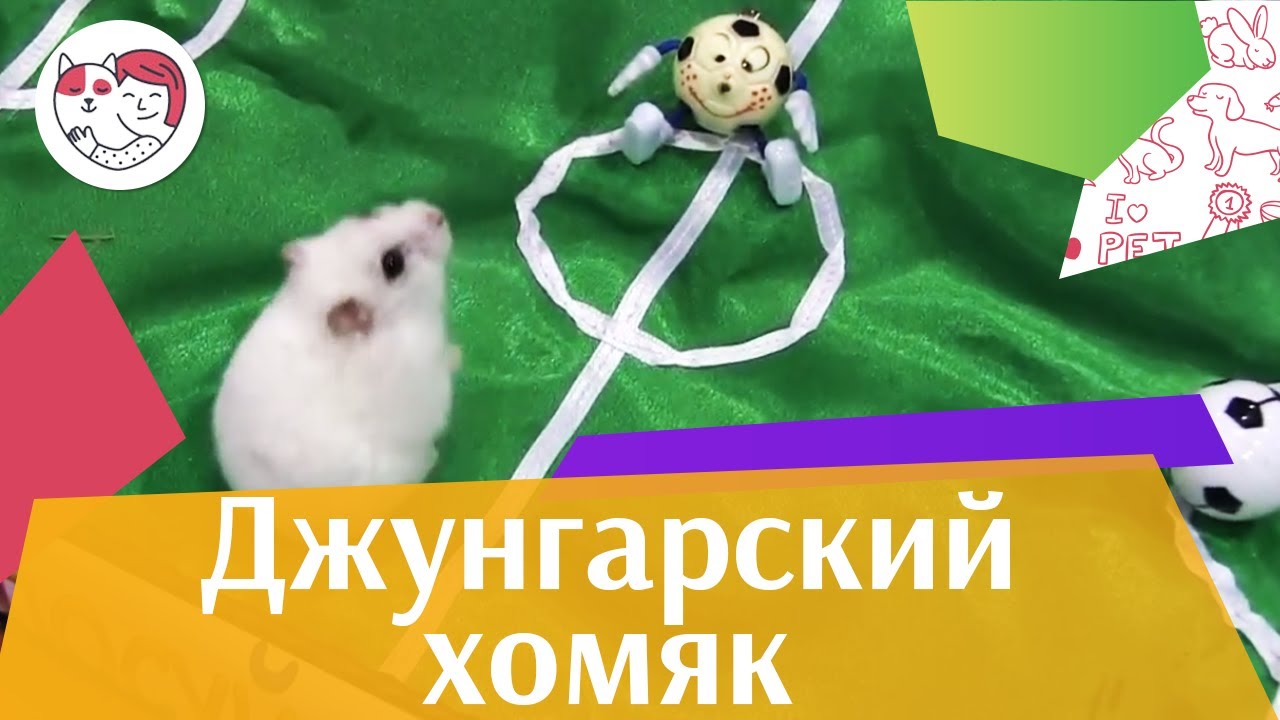 Джунгарский хомяк Содержание на ilikepet