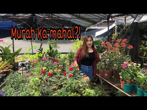 UNKNOWN NURSERY IN PUTATAN SABAH