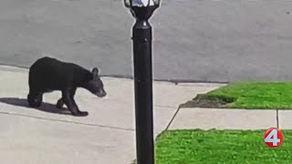 Black bear spotted in West Seneca