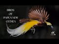 Birds Of Papua New Guinea 4K