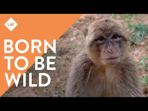 Born To Be Wild - La nuova famiglia di bertucce