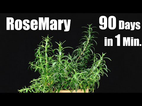 Growing Rosemary Plant from Seed 🌱 Time Lapse 90 Days