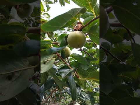 すぐに自分の果樹園を作るには、ポーチの真下にどの果樹を植えるべきでしょうか?  庭園