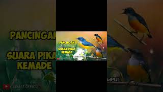 Download lagu Master Suara Pikat Burung Kemade Paling Ampuh #shots #shortvideo #kemade mp3