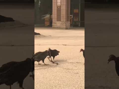 Vultures and snakes in Ohio