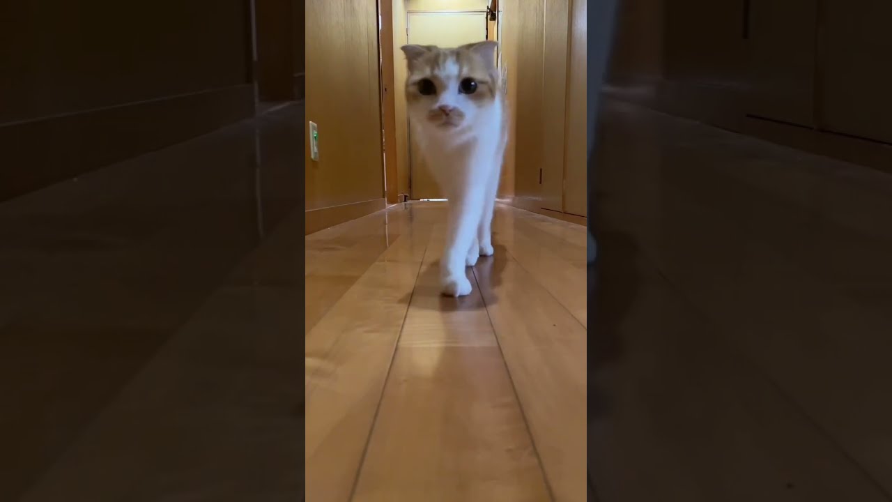 名前呼んだらお返事して走ってくる猫がかわいすぎました。#shorts #猫