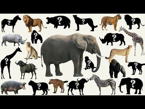45 Suara Dan Gambar Hewan Ternak Terbaik