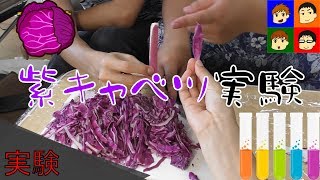 【実験企画】身近にあるものは酸性？アルカリ性？紫キャベツ実験【がんばらんばＴＶ】