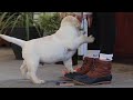 Labrador Retriever dogs for sale: Benny - Video 1