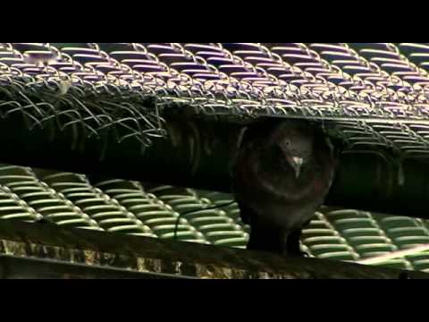 Der Zauber der Taube - Arte - Teil 3 von 3