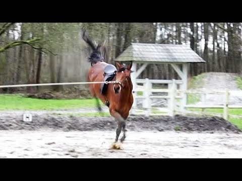 Pferd longieren sinnvoll - ja oder nein? | Nachgefragt ... abgehakt! Folge 6