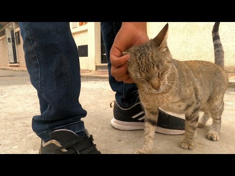 Cute Abandoned Cat Wants Love And Rub.