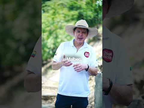 Descubriendo como nació Viña, Sicilia, el  viñedo colombiano ￼más premiado